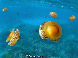 Welcome to Jelly-world... by Dave Benz 